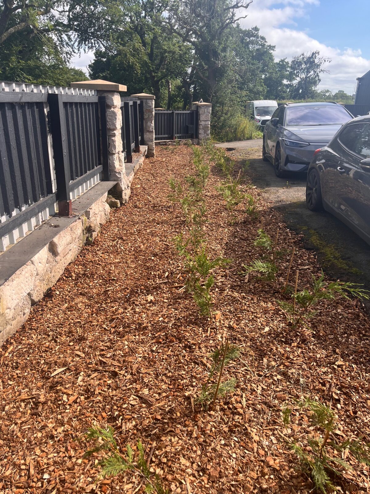 New boundary planting